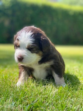 Australian Shepherd Welpen