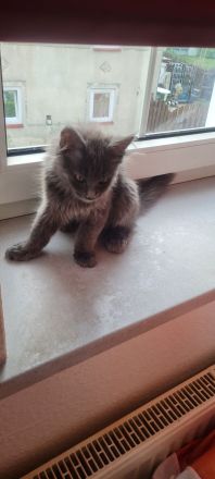 Maine Coon Kitten Weibchen