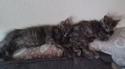 Maine Coon Kitten Weibchen