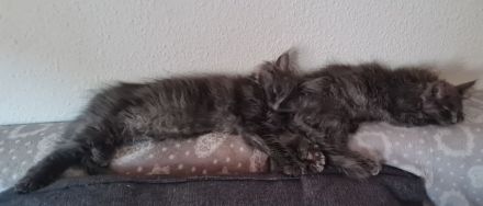Maine Coon Kitten Weibchen