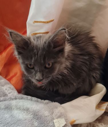 Maine Coon Kitten Weibchen