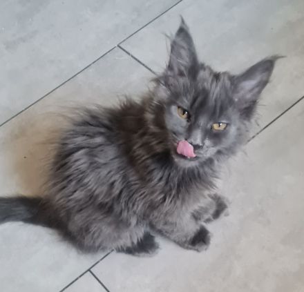 Maine Coon Kitten Weibchen