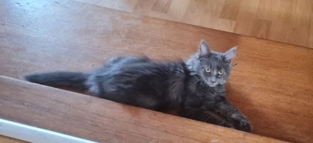 Maine Coon Kitten Weibchen