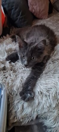 Maine Coon Kitten Weibchen