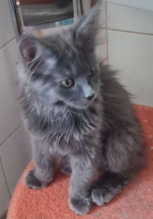 Maine Coon Kitten Weibchen