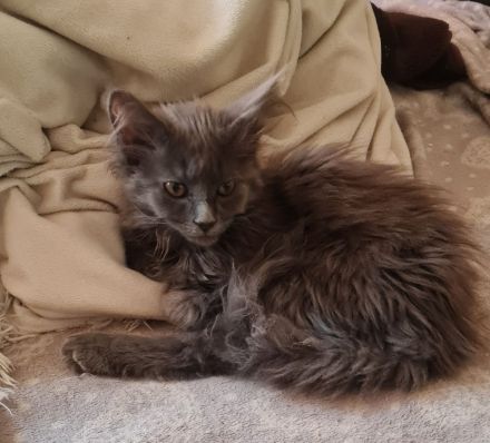 Maine Coon Kitten Weibchen