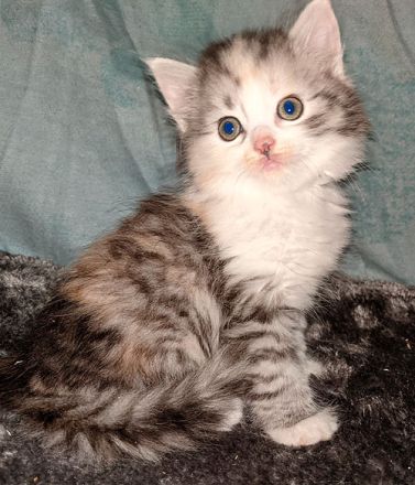 Sibirische Katzen-Kinder