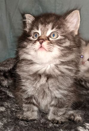 Sibirische Katzen-Kinder