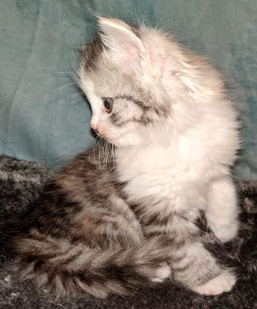 Sibirische Katzen-Kinder