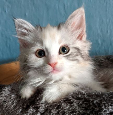 Sibirische Katzen-Kinder