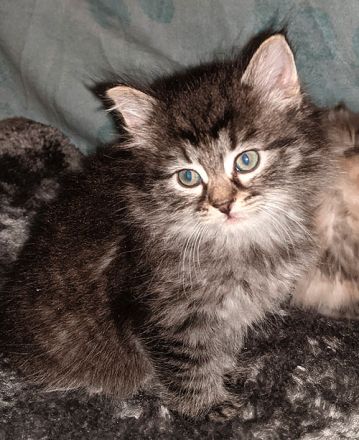 Sibirische Katzen-Kinder