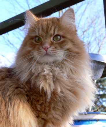 Sibirische Katzen-Kinder