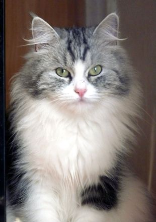 Sibirische Katzen-Kinder