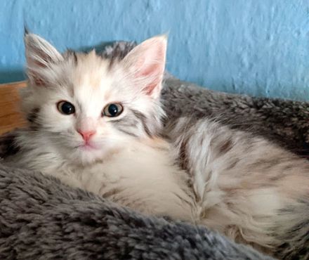 Sibirische Katzen-Kinder