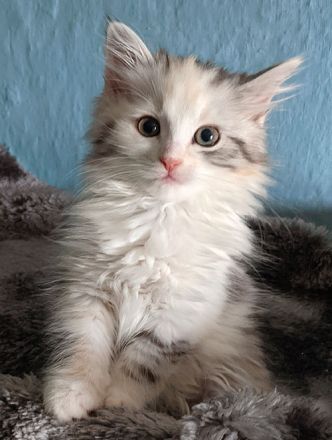 Sibirische Katzen-Kinder