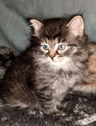 Sibirische Katzen-Kinder