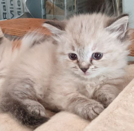 Sibirische Katzen-Kinder