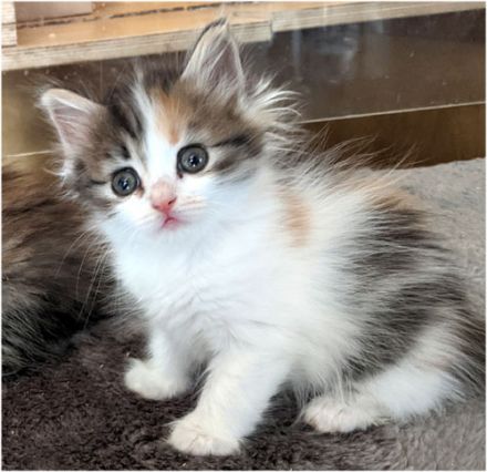 Sibirische Katzen-Kinder