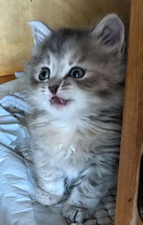 Sibirische Katzen-Kinder