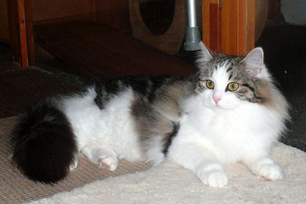 Sibirische Katzen-Kinder