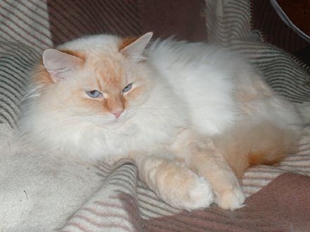 Sibirische Katzen-Kinder