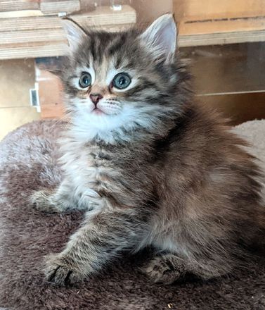 Sibirische Katzen-Kinder