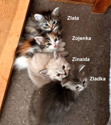 Sibirische Katzen-Kinder