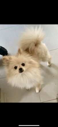 Bezaubernde Hundedame (Pomeranian) sucht neues zu Hause