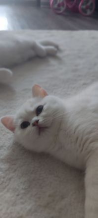 BKH Kitten mit Stammbaum und blau Augen