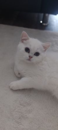 BKH Kitten mit Stammbaum und blau Augen