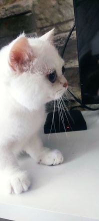 BKH Kitten mit Stammbaum und blau Augen