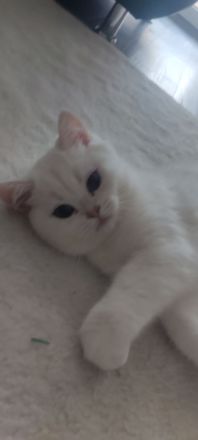 BKH Kitten mit Stammbaum und blau Augen