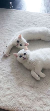 BKH Kitten mit Stammbaum und blau Augen