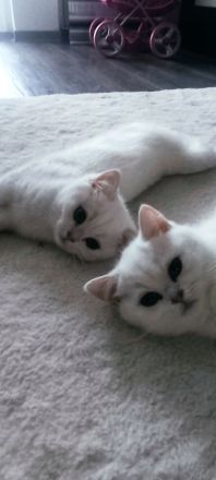 BKH Kitten mit Stammbaum und blau Augen