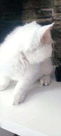 BKH Kitten mit Stammbaum und blau Augen