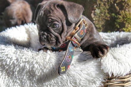 Französische Bulldogge
