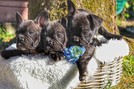 Französische Bulldogge