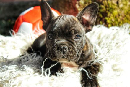 Französische Bulldogge