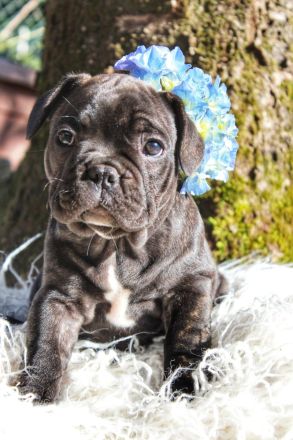 Französische Bulldogge