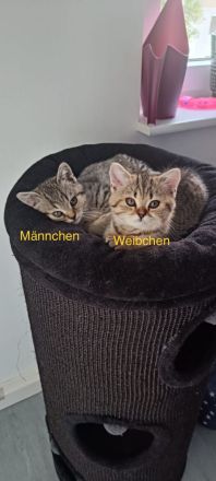 BKH Kitten abholbereit 🤭