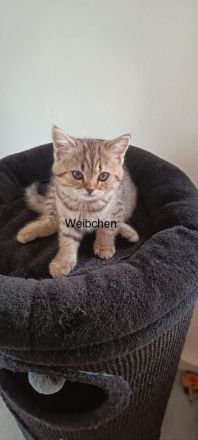 BKH Kitten abholbereit 🤭