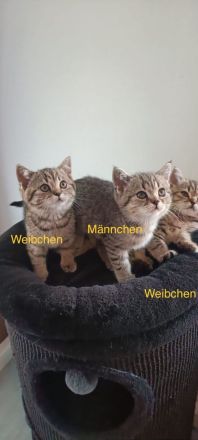 BKH Kitten abholbereit 🤭