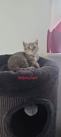 BKH Kitten abholbereit 🤭