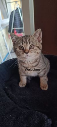 BKH Kitten abholbereit 🤭