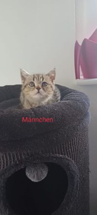 BKH Kitten abholbereit 🤭