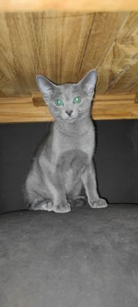 Russisch Blau Kater