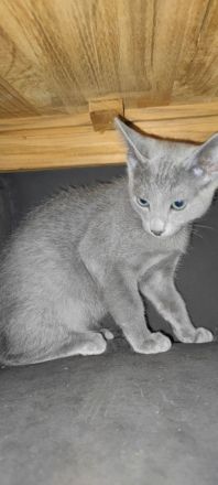 Russisch Blau Kater