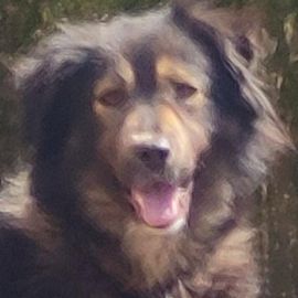 Schäferhündin, liebe, bereits kastrierte Herra vom Züchtersohn ausgesetzt, sucht ein Heim bei tierli