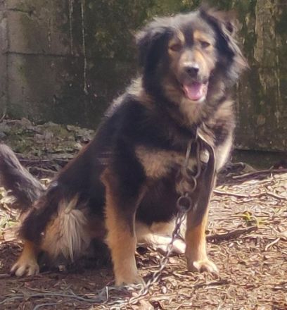 Schäferhündin, liebe, bereits kastrierte Herra vom Züchtersohn ausgesetzt, sucht ein Heim bei tierli