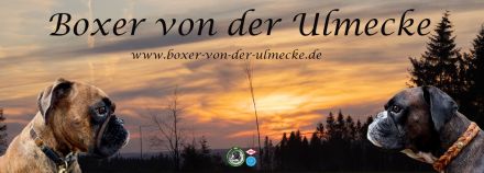 Boxer Zwinger von der Ulmecke